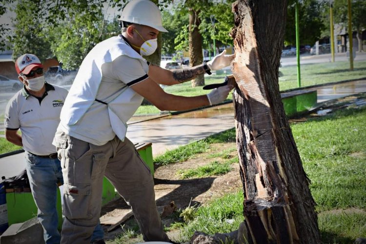 Pocito y Ambiente recuperan y conservan árboles autóctonos