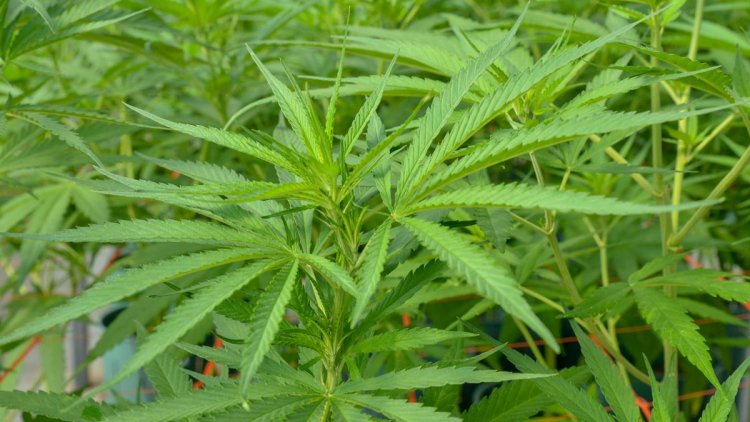 Uruguay lanza a la venta una variedad de cannabis con mayor nivel de psicoactividad