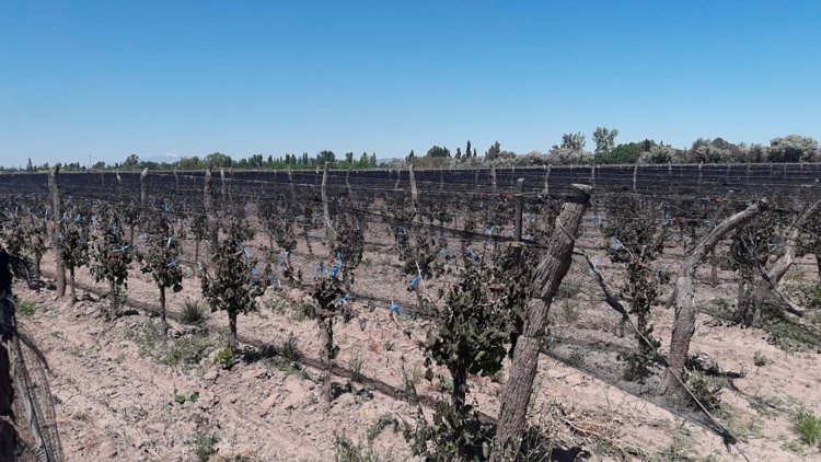 Heladas tardías: San Juan recibiría 200 millones de pesos para ayudar a los productores