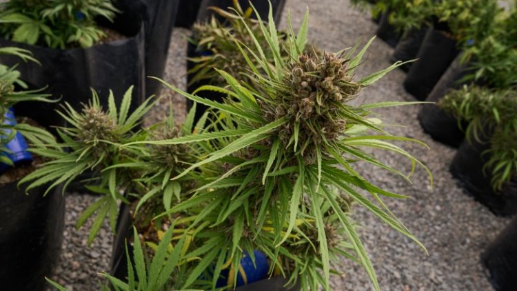 Anticipo de la reglamentación de la ley de cannabis