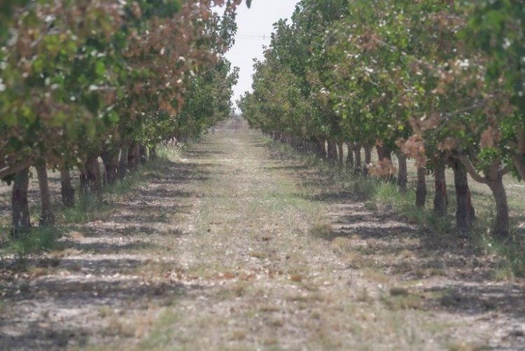 Proyectan llegar a 9 mil hectáreas de pistacho en tres años