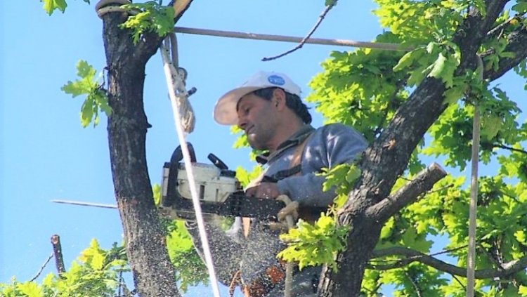 Comenzó el periodo habilitado para la poda de arbolado de alineación