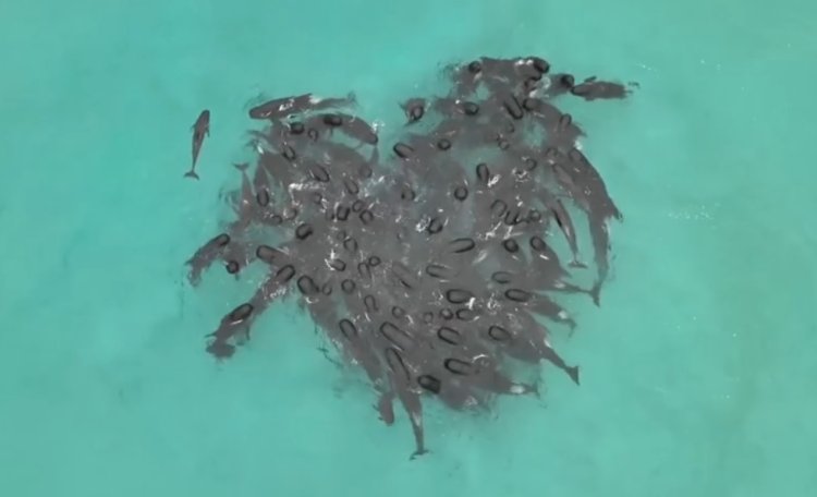 Encontraron a 51 ballenas muertas en una playa