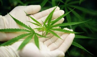 Reglamentaron la Ley de Cannabis Medicinal