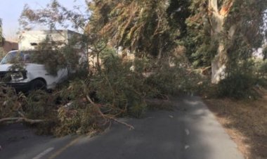 Cortes de luz y ramas caídas, los daños del Zonda no dan tregua