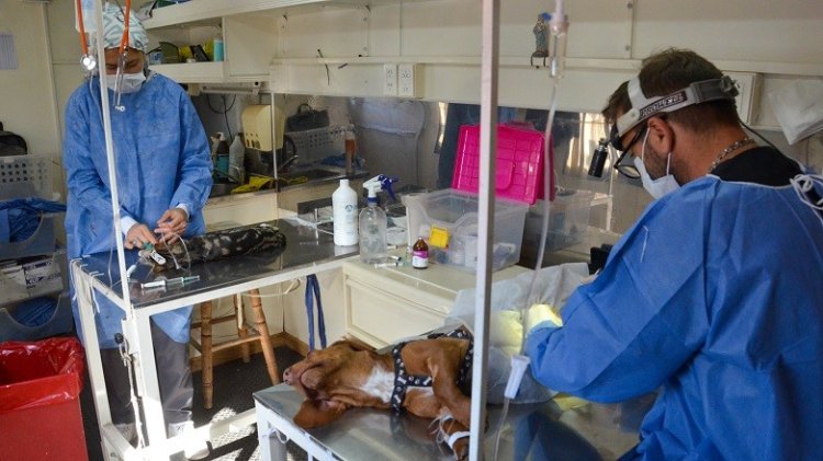 San Juan se suma a la castración masiva de animales en América Latina