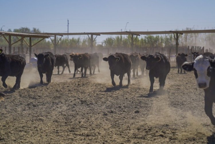 Como solicitar fondos del Programa de Desarrollo del Sector Ganadero