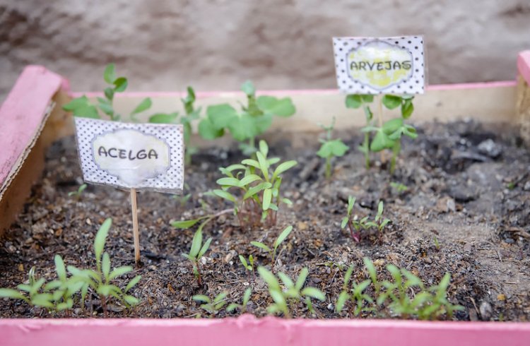 Traé tu botella PET y llévate una huerta urbana