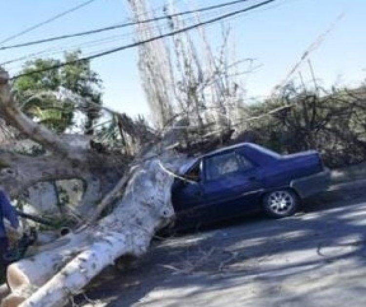 Cae un árbol sobre tres autos en Capital