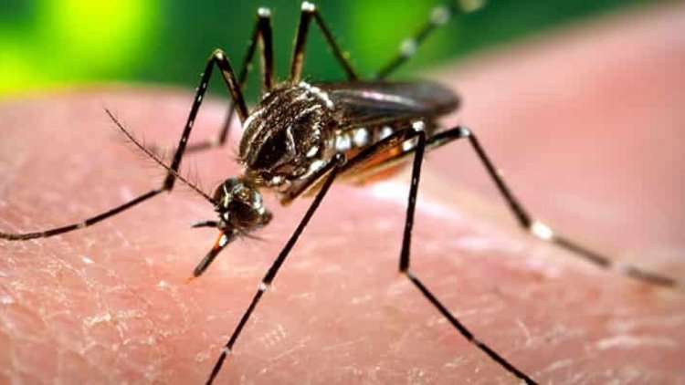 Detectaron 2 casos de dengue en San Juan