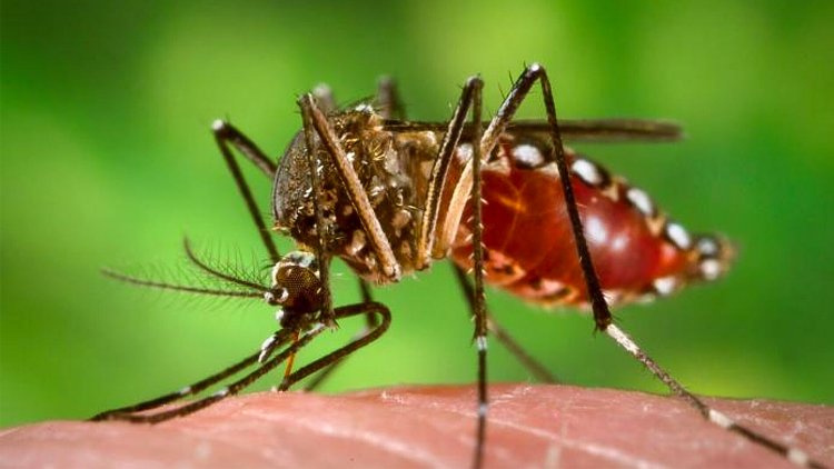 Preocupación por el veloz aumento de casos de Dengue en seis provincias