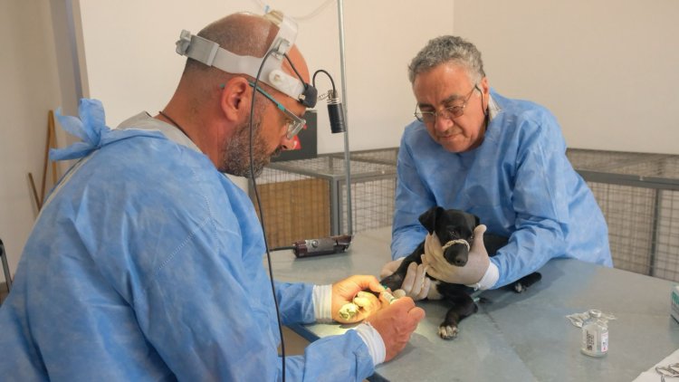 Un nuevo edificio para el Centro de Esterilización de animales de compañía