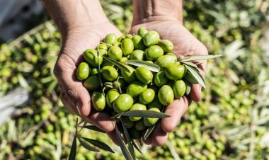 Fidiuciaria San Juan lanzó la línea de crédito para cosecha y acarreo de olivos