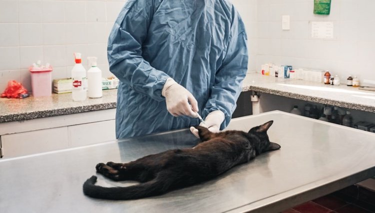El Municipio de Pocito realiza esterilizaciones a las mascotas del departamento