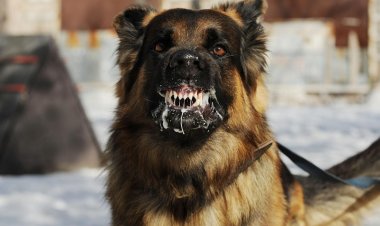 Primer caso de rabia animal en San Juan