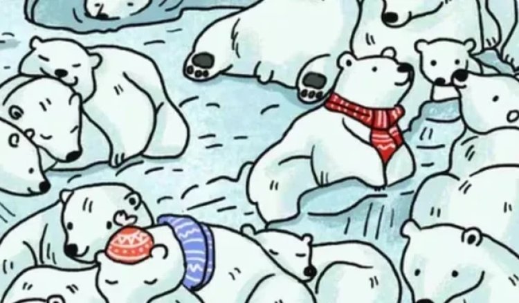 Descubre la foca en esta foto en solo 8 segundos