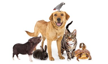 Día del Animal: ¿por qué se celebra el 29 de abril?