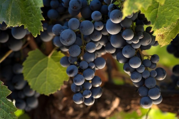 San Juan tiene un promedio de exportación de Malbec por más de 2.5 millones de dólares anual