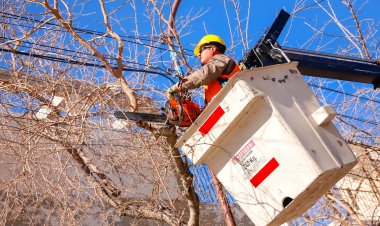 Conocé el cronograma de poda en la Ciudad