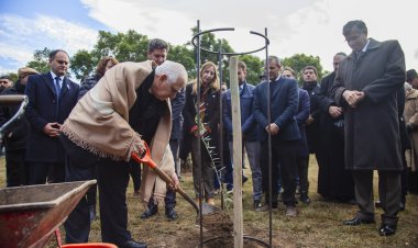 Plantaron un olivo como símbolo de la paz en la semana de la olivicultura