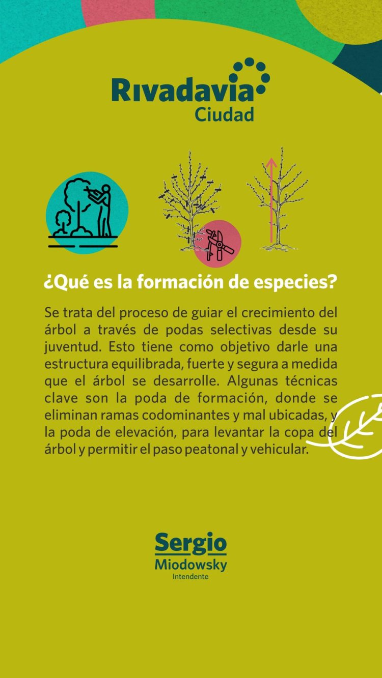 Rivadavia inicia su Operativo Integral de Arbolado 2024