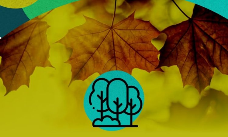 Rivadavia inicia su Operativo Integral de Arbolado 2024