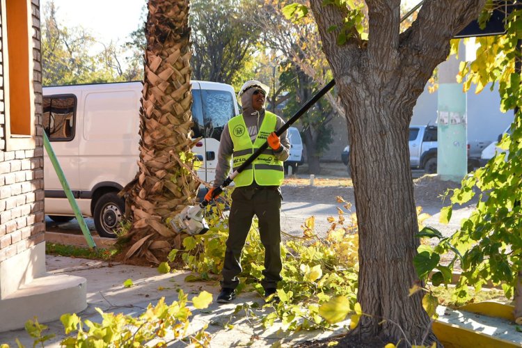 Rivadavia comenzó el operativo integral de arbolado en tres importantes zonas