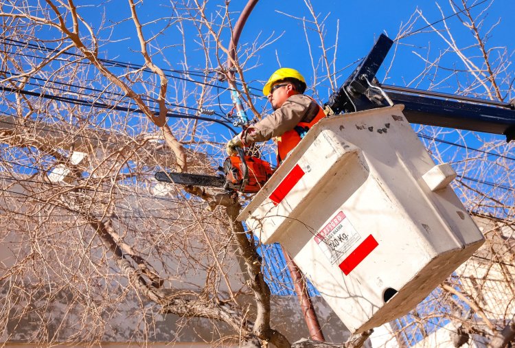 Conocé el cronograma de poda en la Ciudad