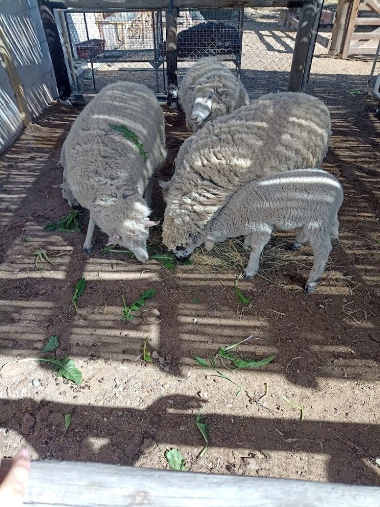 Raíces Patrias, Aromas y Sabores de Chimbas” una actividad para este 25 de Mayo