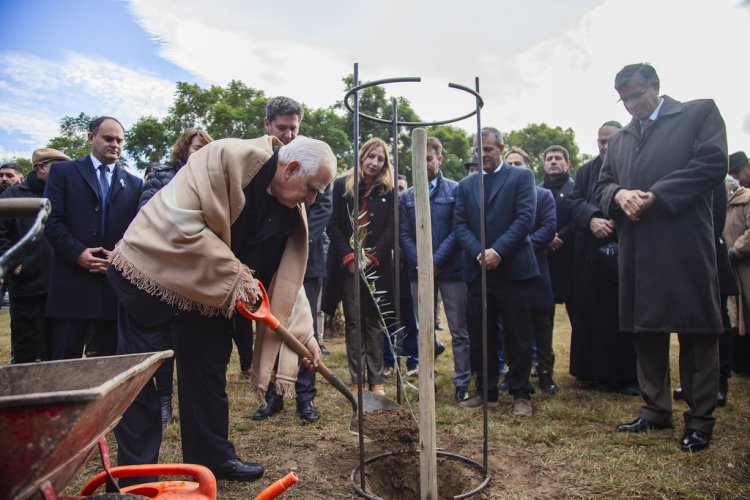 Plantaron un olivo como símbolo de la paz en la semana de la olivicultura
