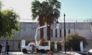 Comenzó la temporada de poda en espacios públicos