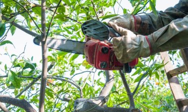 Rivadavia continúa con operativo de poda
