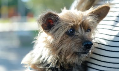 El Quirófano Móvil de mascotas se instala en la Plaza de Trinidad