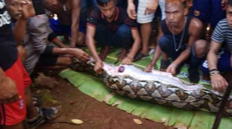 Encuentran a una mujer desaparecida en el estómago de una pitón de 5 metros