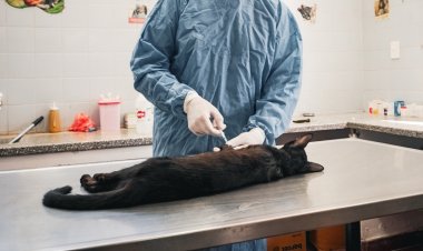 El Quirófano Móvil para Mascotas llega a Pocito