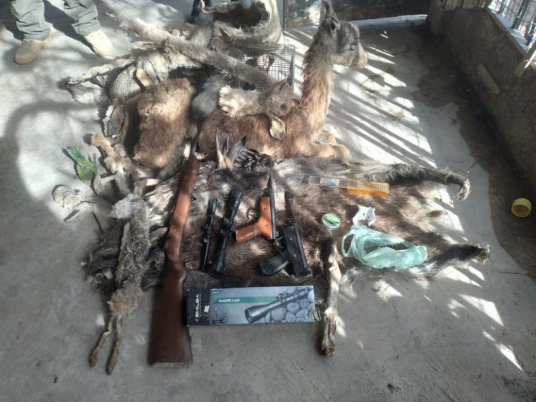 Encuentran animales autóctonos embalsamados