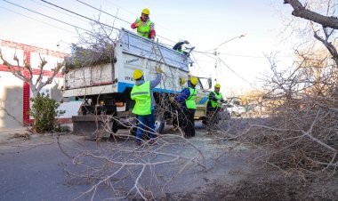 Nuevo cronograma semanal de poda en la Ciudad