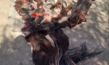 En una vivienda de Chimbas encuentran caballos faenados y armas de fuego