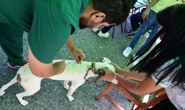 Ambiente esterilizó más de 3 mil animales de compañía