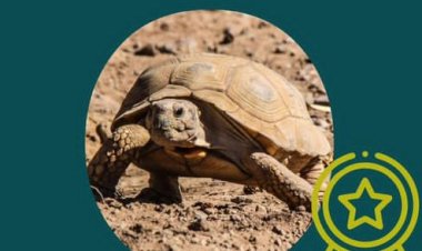 La tortuga terrestre es la embajadora del Faunístico