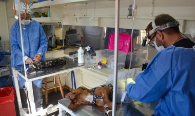 El quirófano móvil de mascotas del Ministerio de Salud otorga turnos online