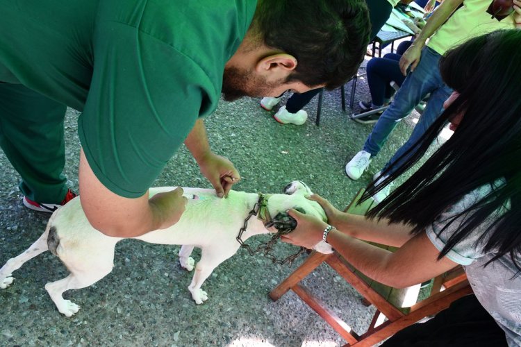 Ambiente esterilizó más de 3 mil animales de compañía