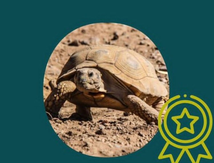 La tortuga terrestre es la embajadora del Faunístico