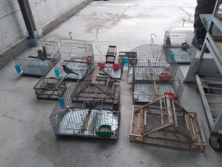 En Caucete recuperan 21 aves en un allanamiento contra el tráfico ilegal