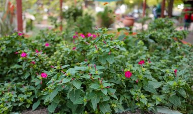 Taller "Alma Verde": la Ciudad invita a aprender sobre plantas