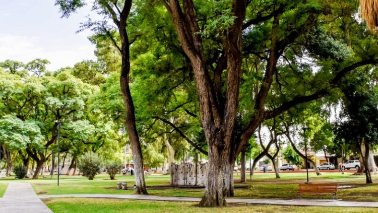 Día del Árbol: plantarán 109 especies en el Parque Belgrano