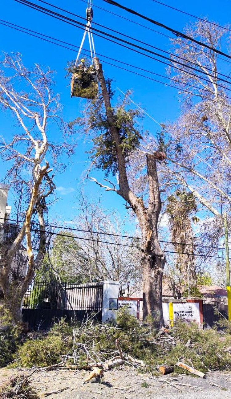 La Ciudad realiza extracción de árboles secos de gran porte en calle Hipólito Yrigoyen