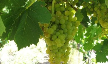 San Juan celebra la semana del Torrontés