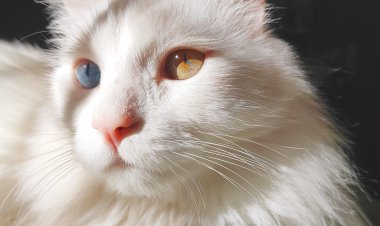 Quirófano Móvil: castración gratuita para perros y gatos en Barrio Mutual Banco San Juan