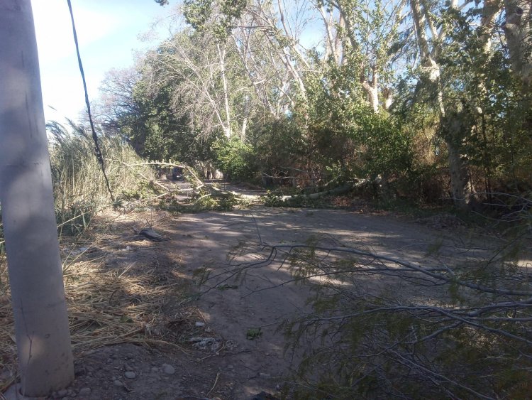 Rivadavia por el zonda levantó más de 20 árbol caídos